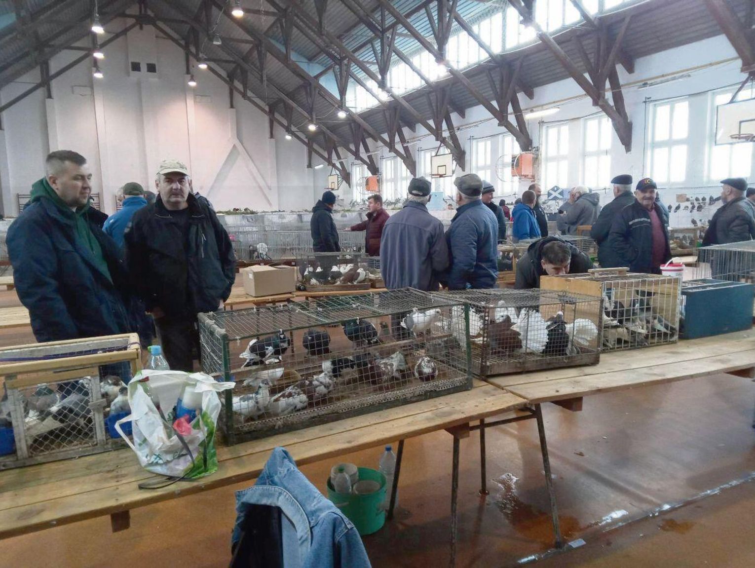 Zamość: Gołębie na wystawie. To wydarzenie potrwa trzy dni