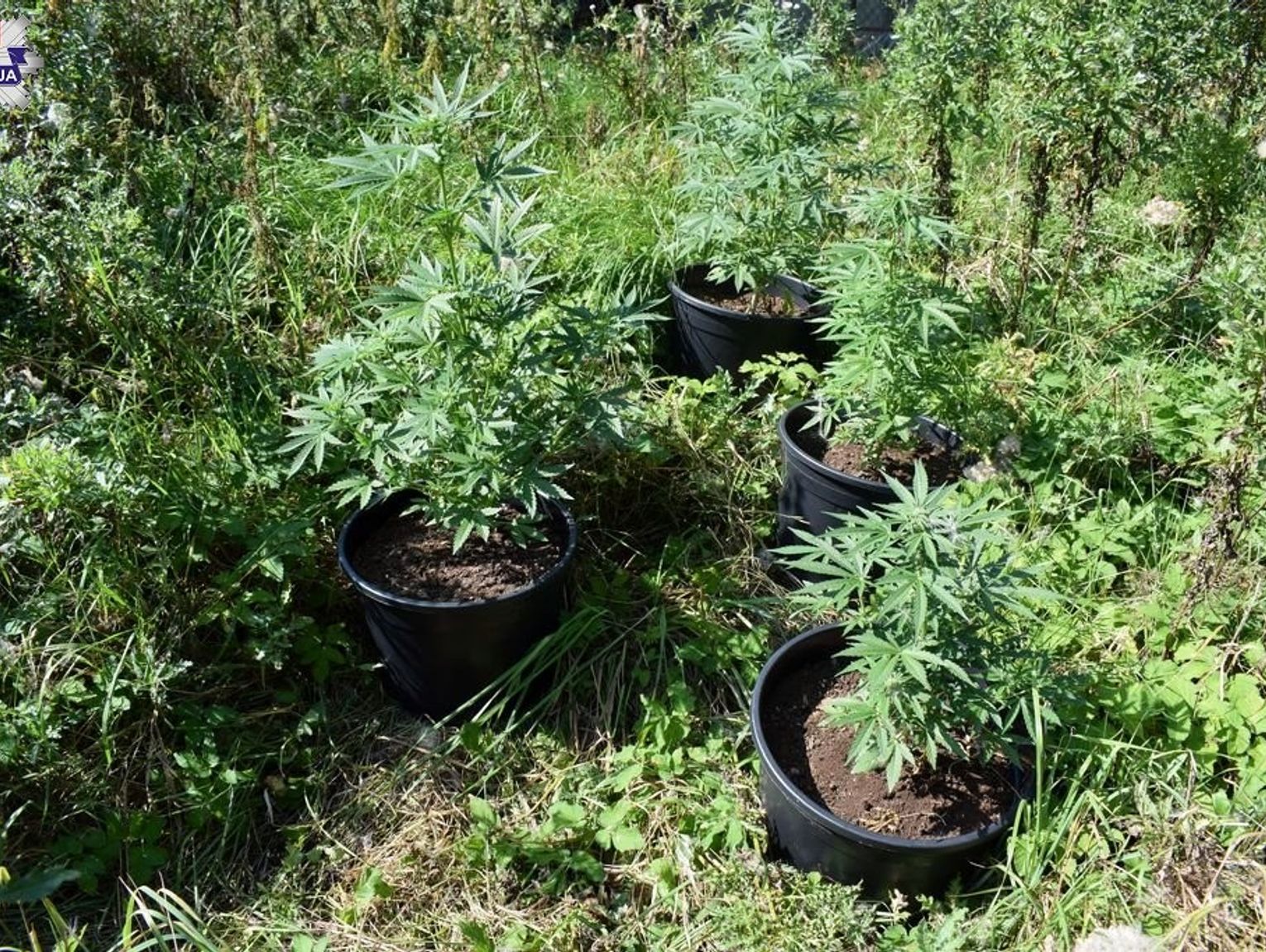 Zamość: Nielegalna plantacja zlikwidowana. 23-latek z zarzutami i dozorem policyjnym poczeka na rozprawę