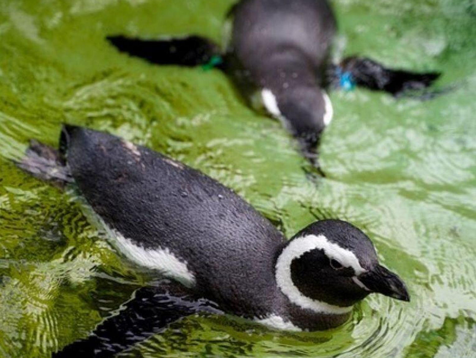 Zamość: Pingwiny będzie można oglądać na lądzie i pod wodą. Zoo zainwestuje 9 milionów złotych