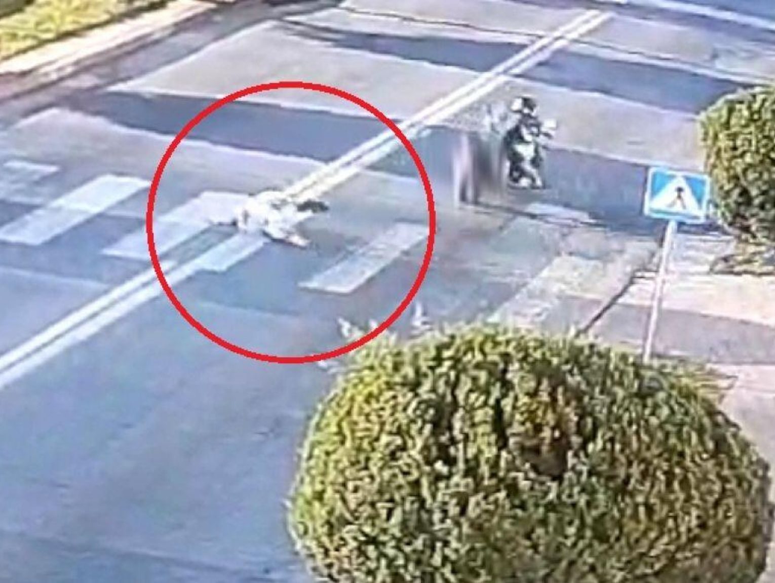 Zamość: Seniorka potrącona na przejściu przez 23-letniego motocyklistę. Wszystko nagrały kamery [WIDEO]