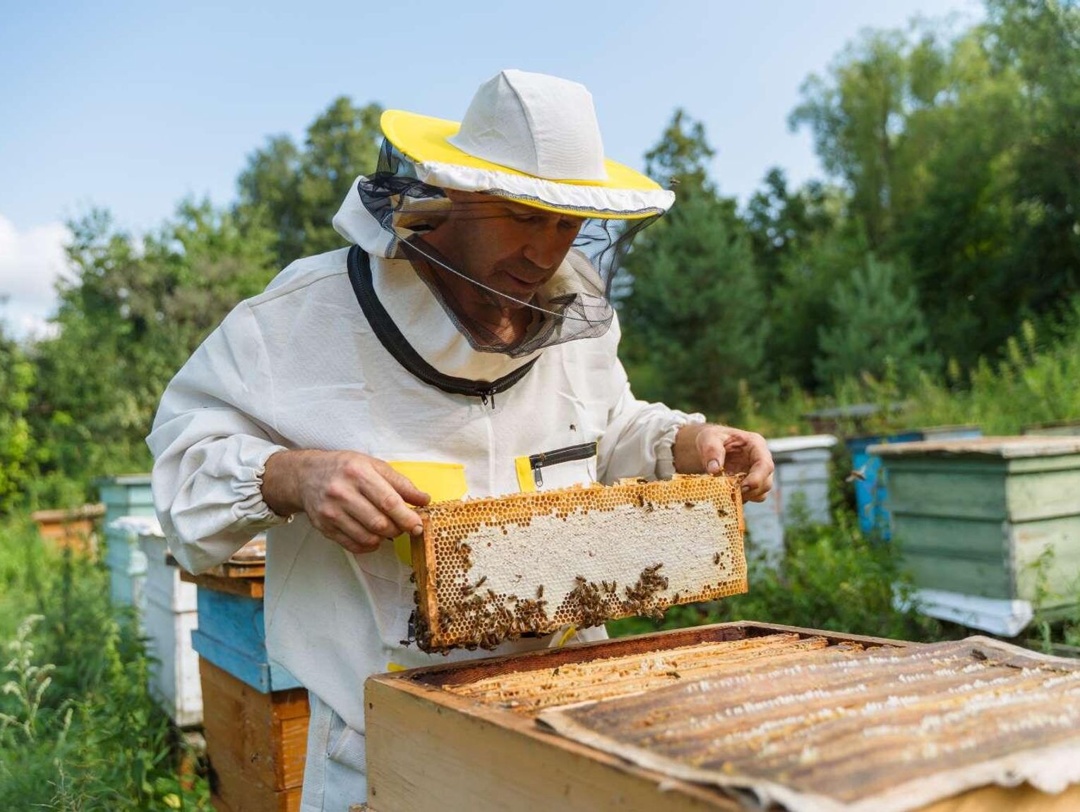 Zgnilec amerykański pszczół w powiecie zamojskim. Obowiązuje strefa zapowietrzona