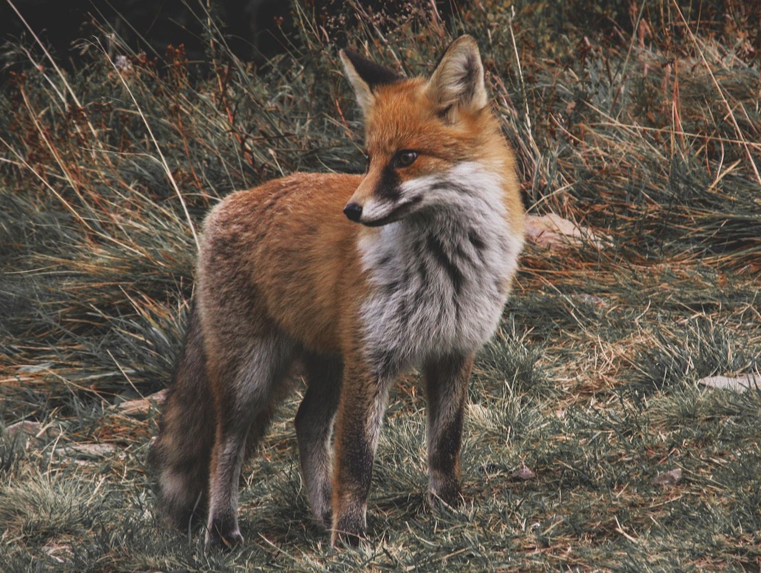 Zrzucą szczepionki dla lisów. Pilnujcie swoich psów i kotów