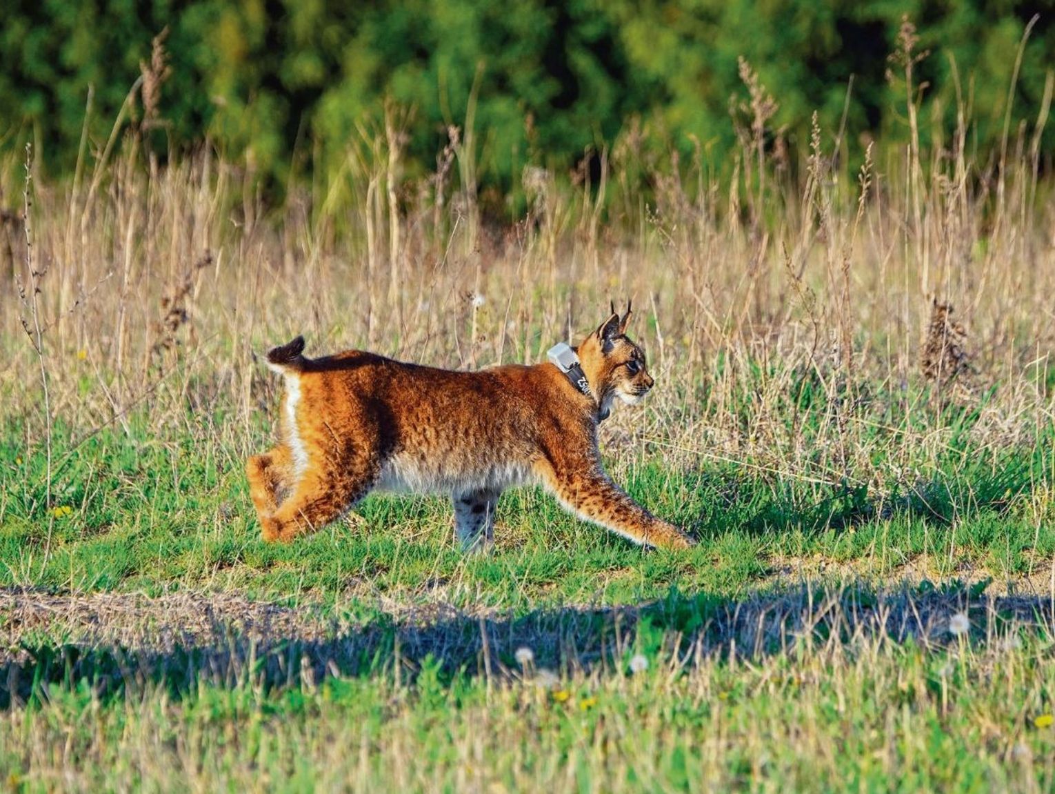Zwierzyniec: Roztoczański Park Narodowy o wilkach i rysiach. Nowa monografia