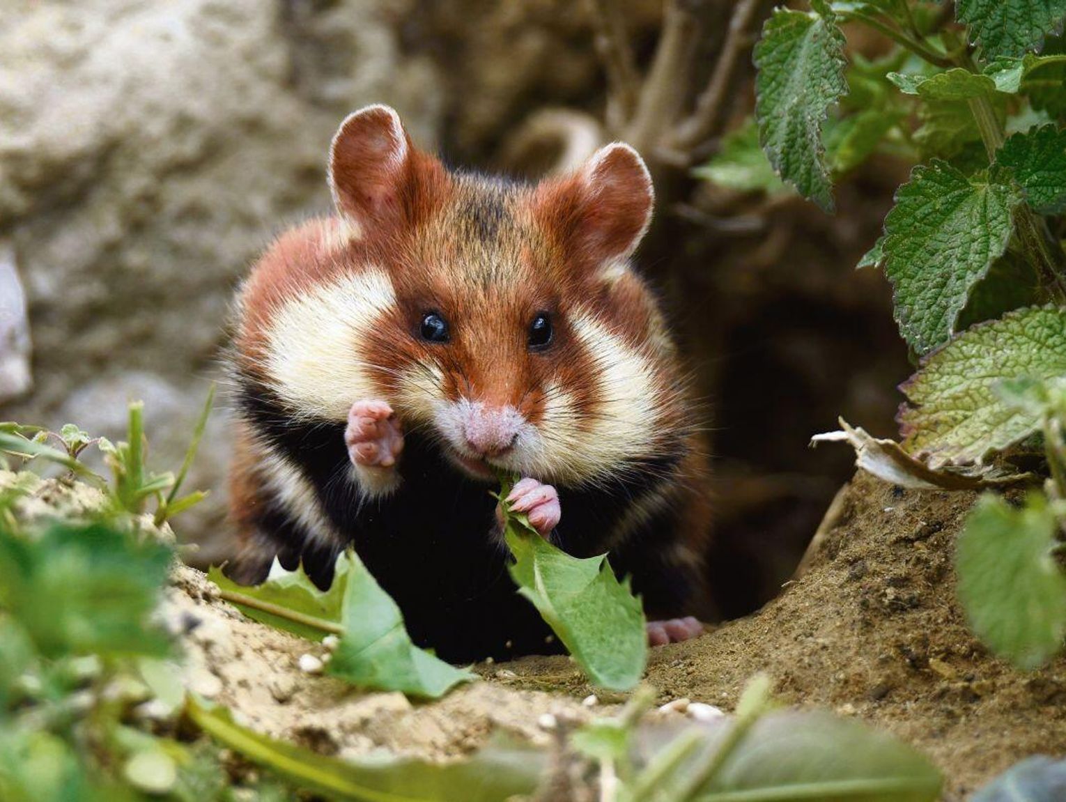 Żyje też na Zamojszczyźnie. Zagrożony wyginięciem chomik europejski jest Zwierzęciem Roku 2026