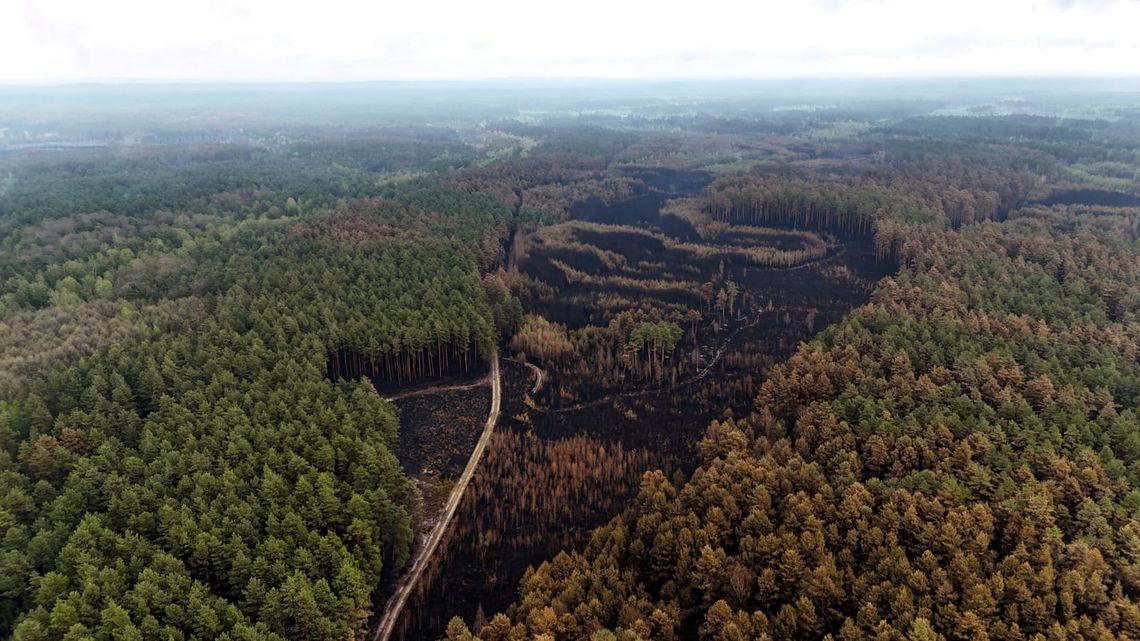 145 strażaków wciąż dogasza pożarzysko w Puszczy Solskiej Jest poniedziałek 11 maja. Jutro minie tydzień od wybuchu pożaru w Puszczy Solskiej. Strażacy opanowali najgorsze, ale wciąż są na miejscu, by likwidować ukryte pod ziemią zarzewia ognia.