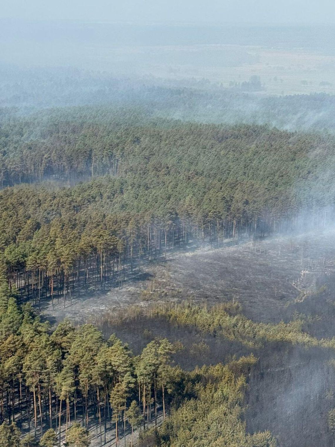 34 lata temu płonęła Puszcza Notecka, teraz tracimy Puszczę Solską i nie mamy co liczyć na cud Od wtorku 5 maja płonie Puszcza Solska. Trwa drugi dzień akcji gaszenia ognia, w której udział biorą strażacy z kilku województw, a także policja.