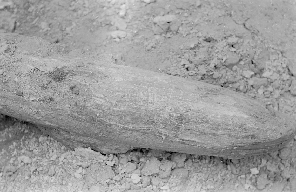 Dokładnie 45 lat temu, na przedmieściach Hrubieszowa, wkopano z ziemi mamuci kieł. Do dziś nie wiadomo, co się z nim stało.