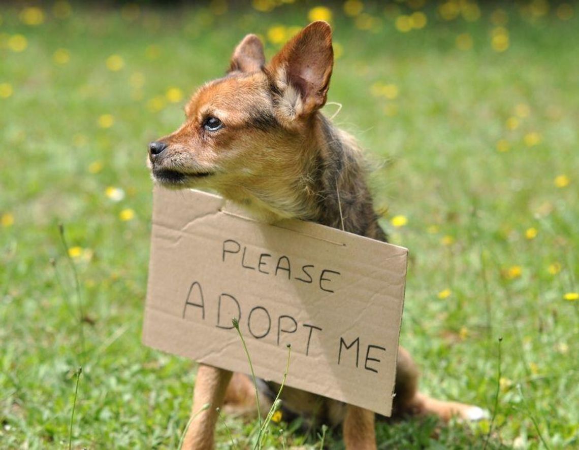 Adopcja psa lub kota? Tego najbardziej obawiają się Polacy Co powstrzymuje Polaków przed adopcją zwierząt?