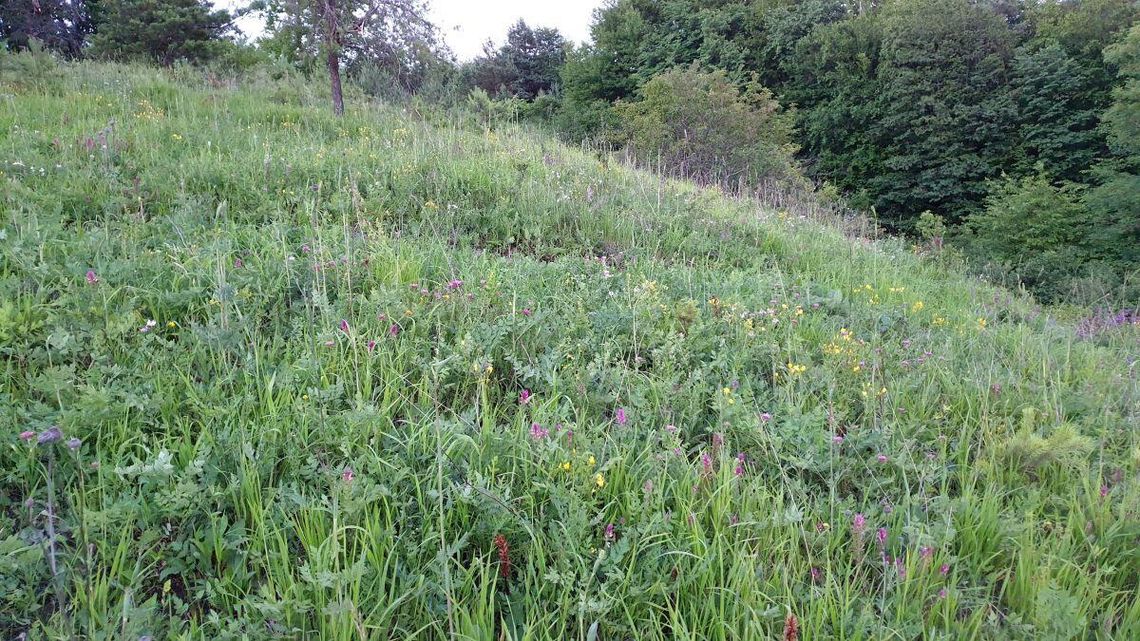 Prezes Zamojskiego Towarzystwa Przyrodniczego zaprasza wszystkich chętnych dorosłych na dalszą część działań w ramach akcji "Ratujemy murawę Białej Góry 2026" w sobotę 21 marca