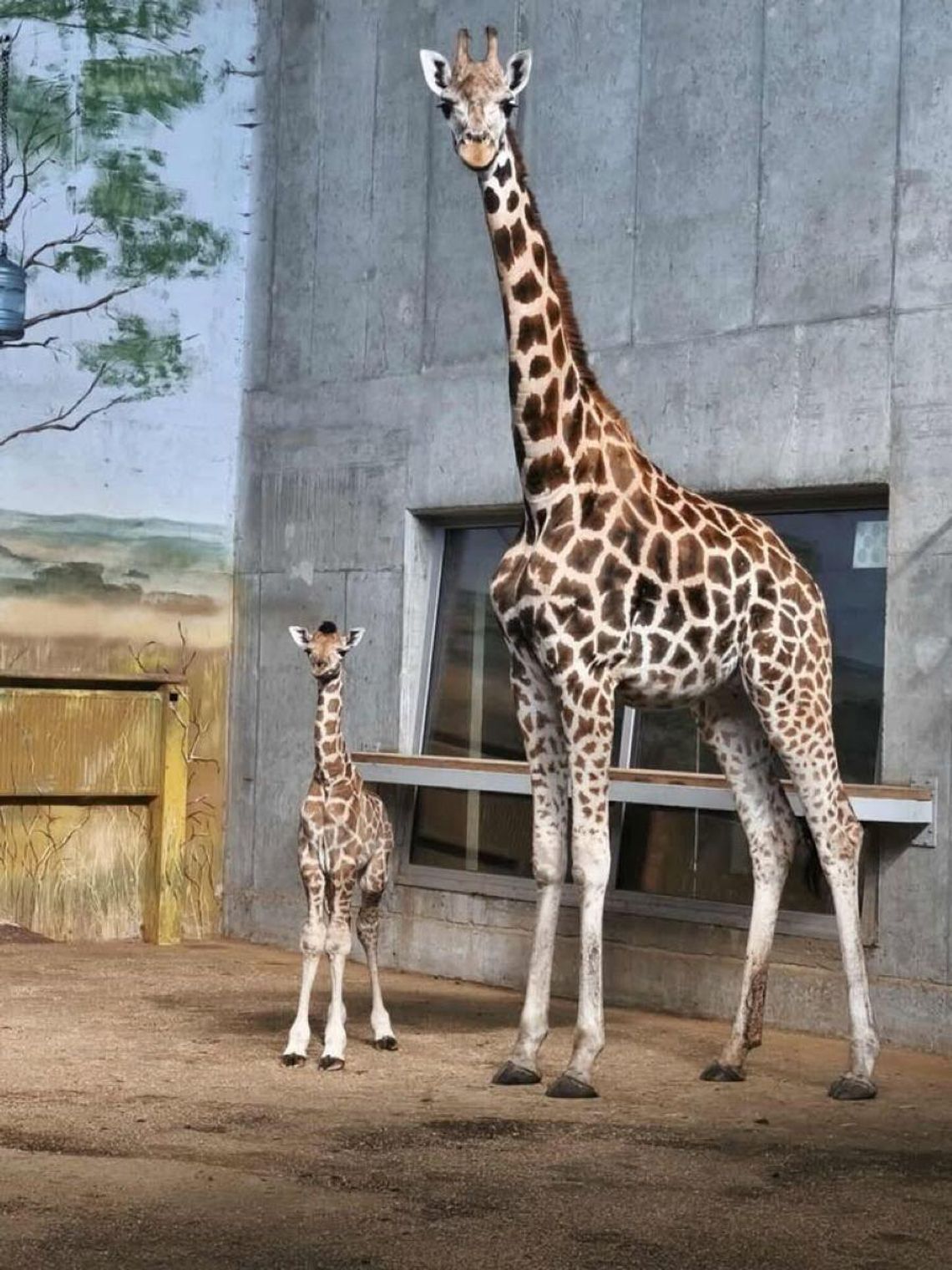 Trwa konkurs, w którym wybrane będzie imię dla młodej żyrafy, którą w lipcu powitano w zoo w Zamościu.