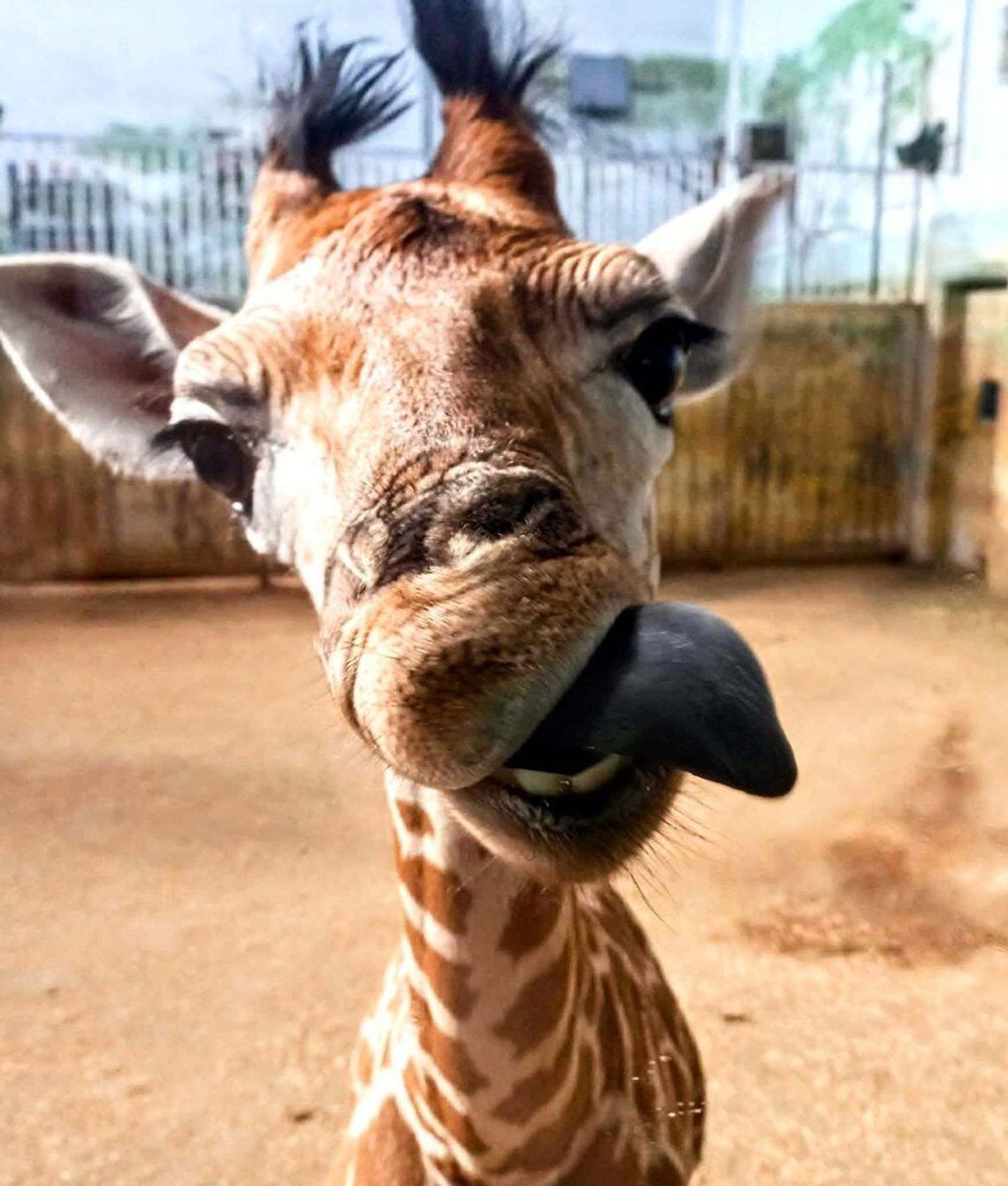 Asani rośnie jak na drożdżach. Jest najmłodszą żyrafą w zamojskim zoo.