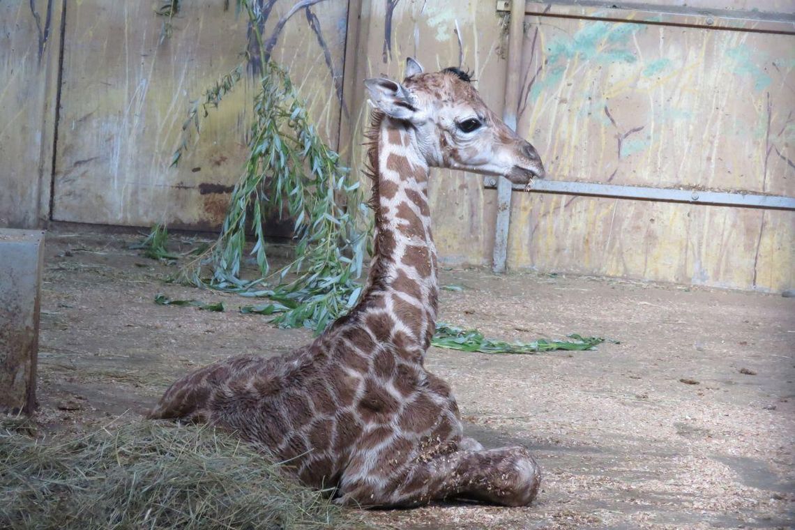 Asani – tak nazywa się pierwszy w historii zamojskiego zoo samiec żyrafy Rotschilda.