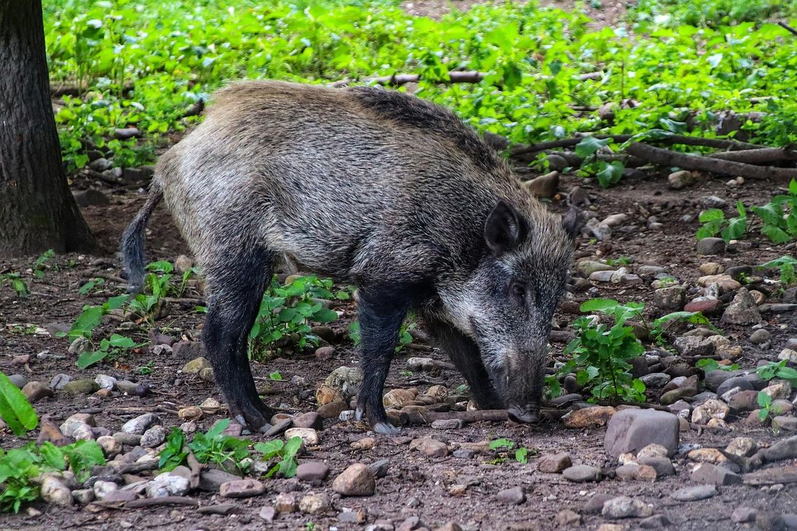 ASF w natarciu. Powiatowy Lekarz Weterynarii apeluje do hodowców powiatu tomaszowskiego Ostatnie ogniska ASF u dzików wykryto w sierpniu na terenie gmin Ulhówek i Rachanie.