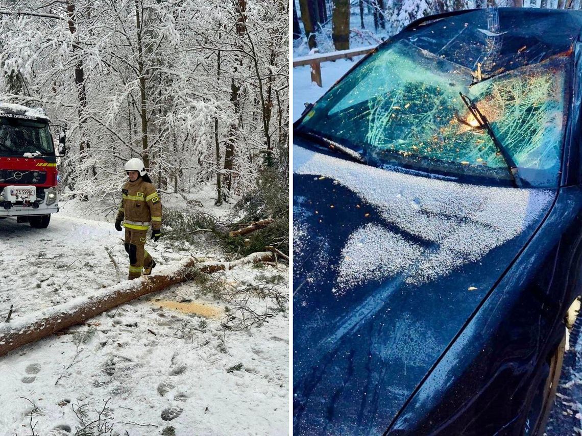 Atak zimy na Zamojszczyźnie. Setki powalonych drzew, zerwane linie energetyczne i dziesiątki interwencji straży.