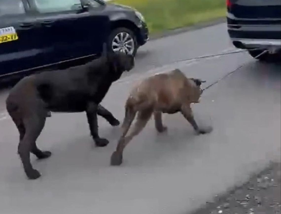 Szokujące nagranie w sieci. Przywiązał psy do haka holowniczego samochodu i ciągnął zwierzęta przez dwie godziny.