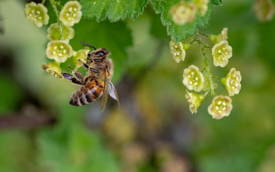 Bądź Eko w Zamościu: Pszczoły mają gdzie mieszkać (FILM)