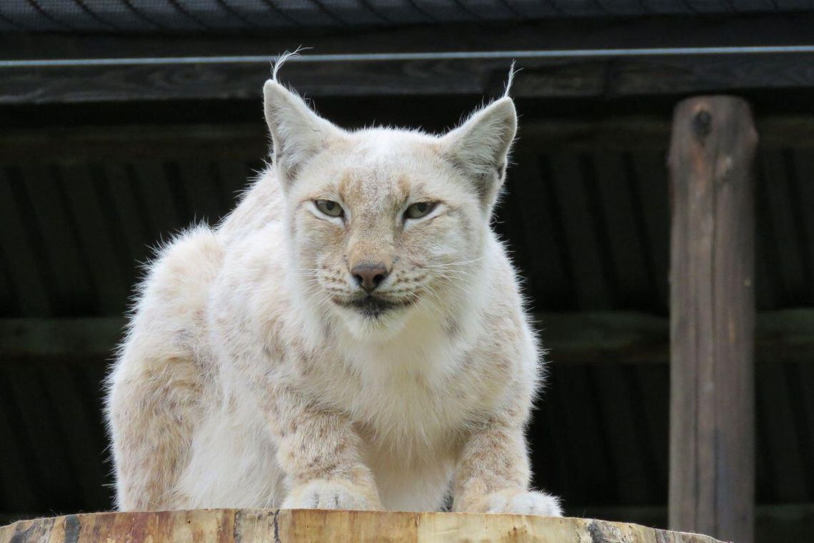 Ogród Zoologiczny im. Stefana Milera w Zamościu zaprasza na bezpłatne zwiedzanie w ostatnich dniach 2025 roku.