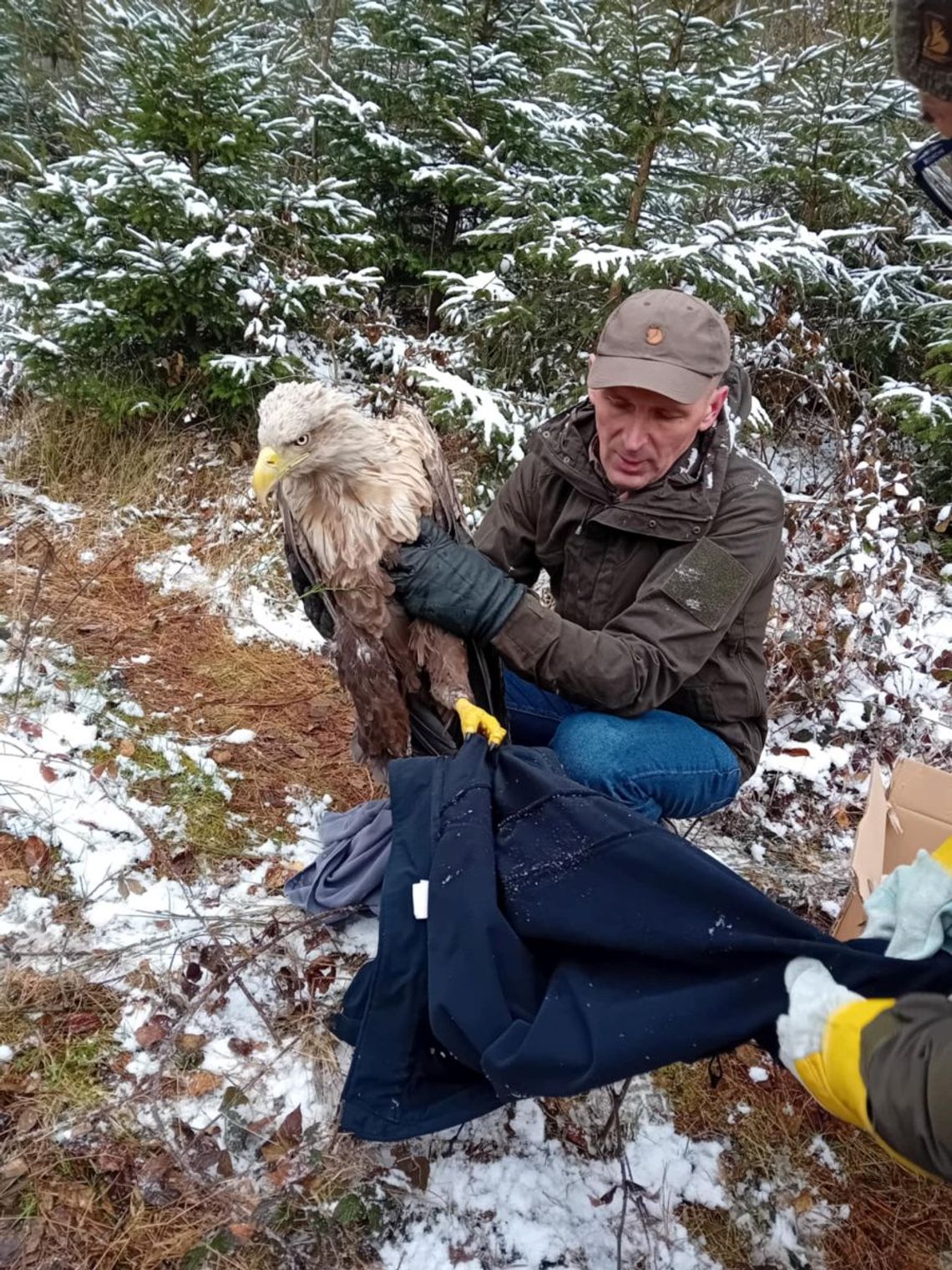 Bielik z leśnictwa Pańków został w niedzielę 6 kwietnia bezpiecznie przetransportowany do Stowarzyszenia Leśne Przytulisko, Ośrodka Rehabilitacji Dzikich Zwierząt w Skrzynicach Drugich. Ma się coraz lepiej.