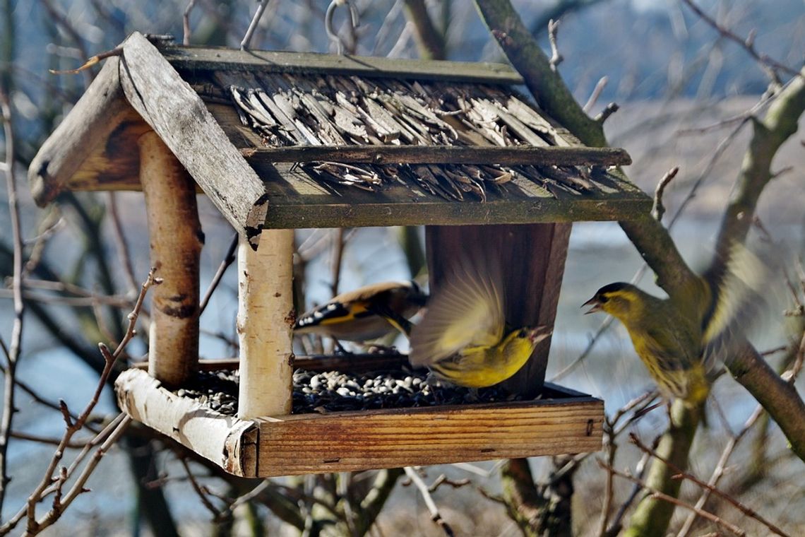 Biłgorajskie: Całą zimę dokarmiali ptaki