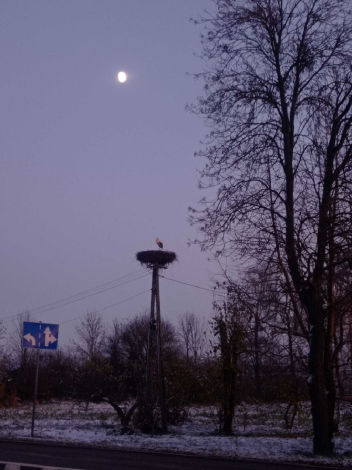 Bocian stał się w zimie atrakcją turystyczną gminy Miączyn.