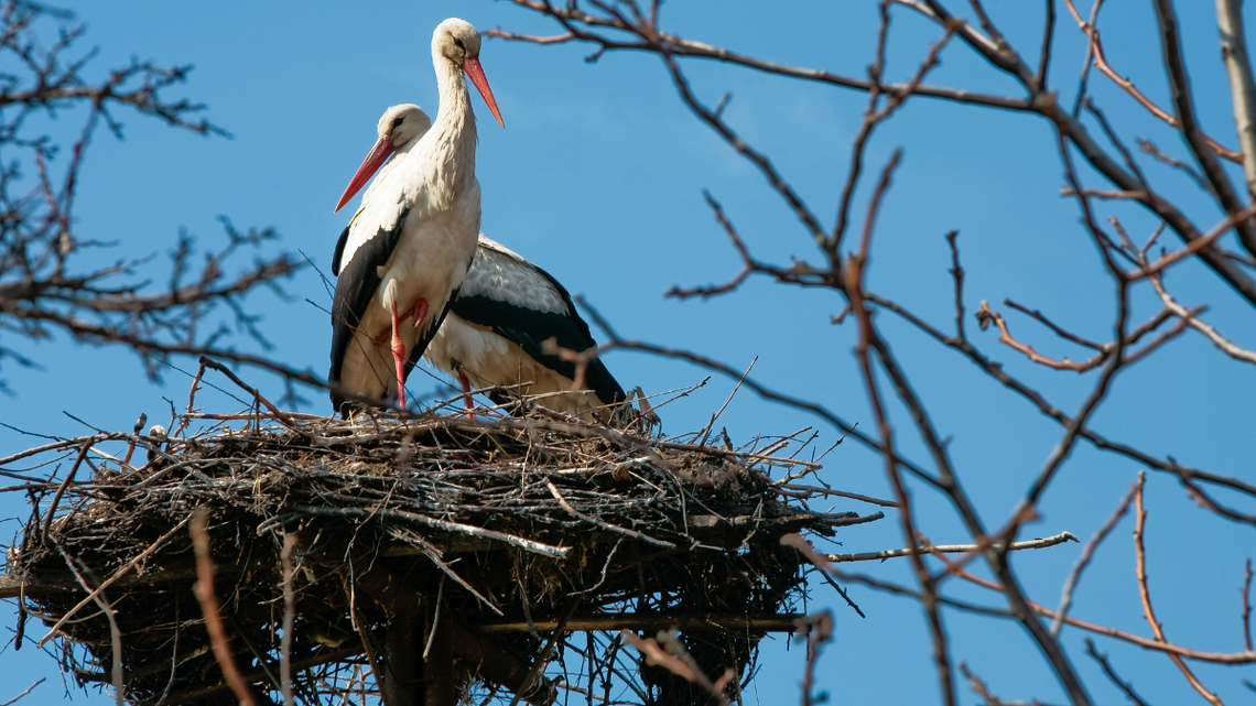 Bociany wyruszyły już w drogę powrotną z Afryki.