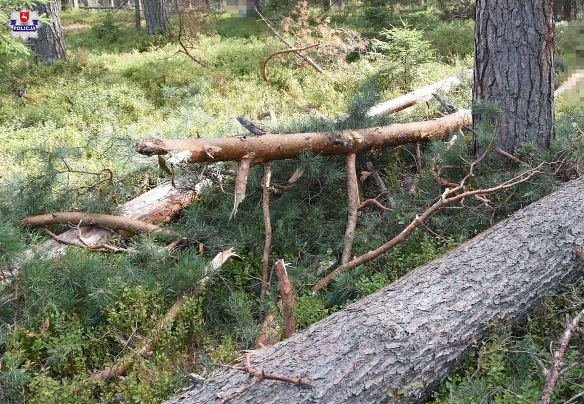 Bukownica: Zginął podczas wycinki drzewa
