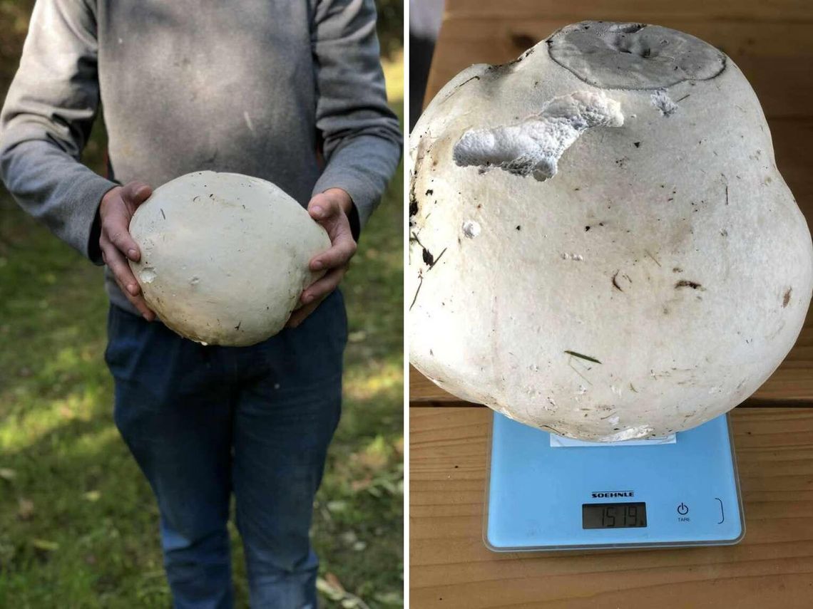 Co za grzyb! 25-latek z Sadów pod Skierbieszowem znalazł prawdziwego giganta Adrian Pieczykolan prezentuje czasznicę olbrzymią.