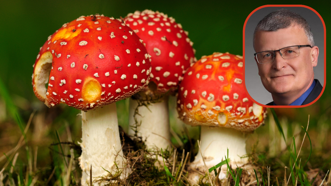 Czerwone muchomory wciąż kuszą. Chętnych na nie nie brakuje W internecie wciąż kwitnie handel czerwonymi muchomorami.