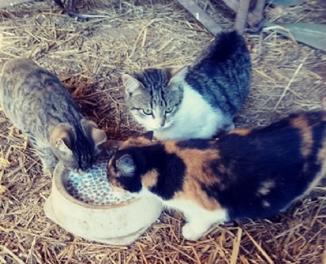 Dołhobyczów: Trzy małe kotki do wzięcia