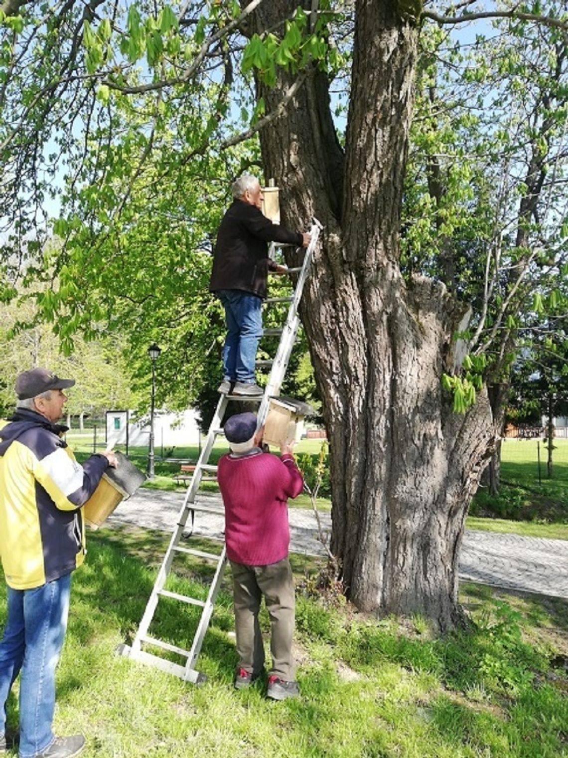 Członkowie Dołhobyczowskiego Stowarzyszenia Regionalnego wieszają budki lęgowe.