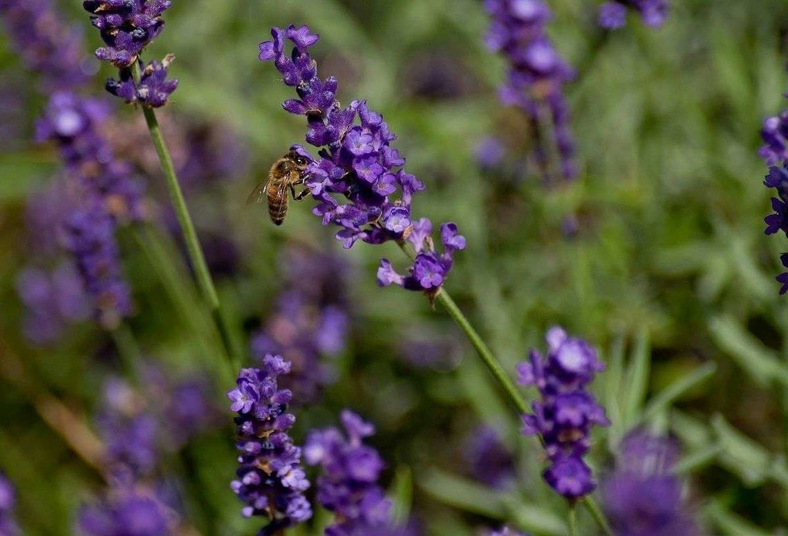 Domowe sposoby na komary i kleszcze. Wśród nich środek na bazie lawendy Domowe sposoby na komary i kleszcze. Wśród nich środek na bazie lawendy