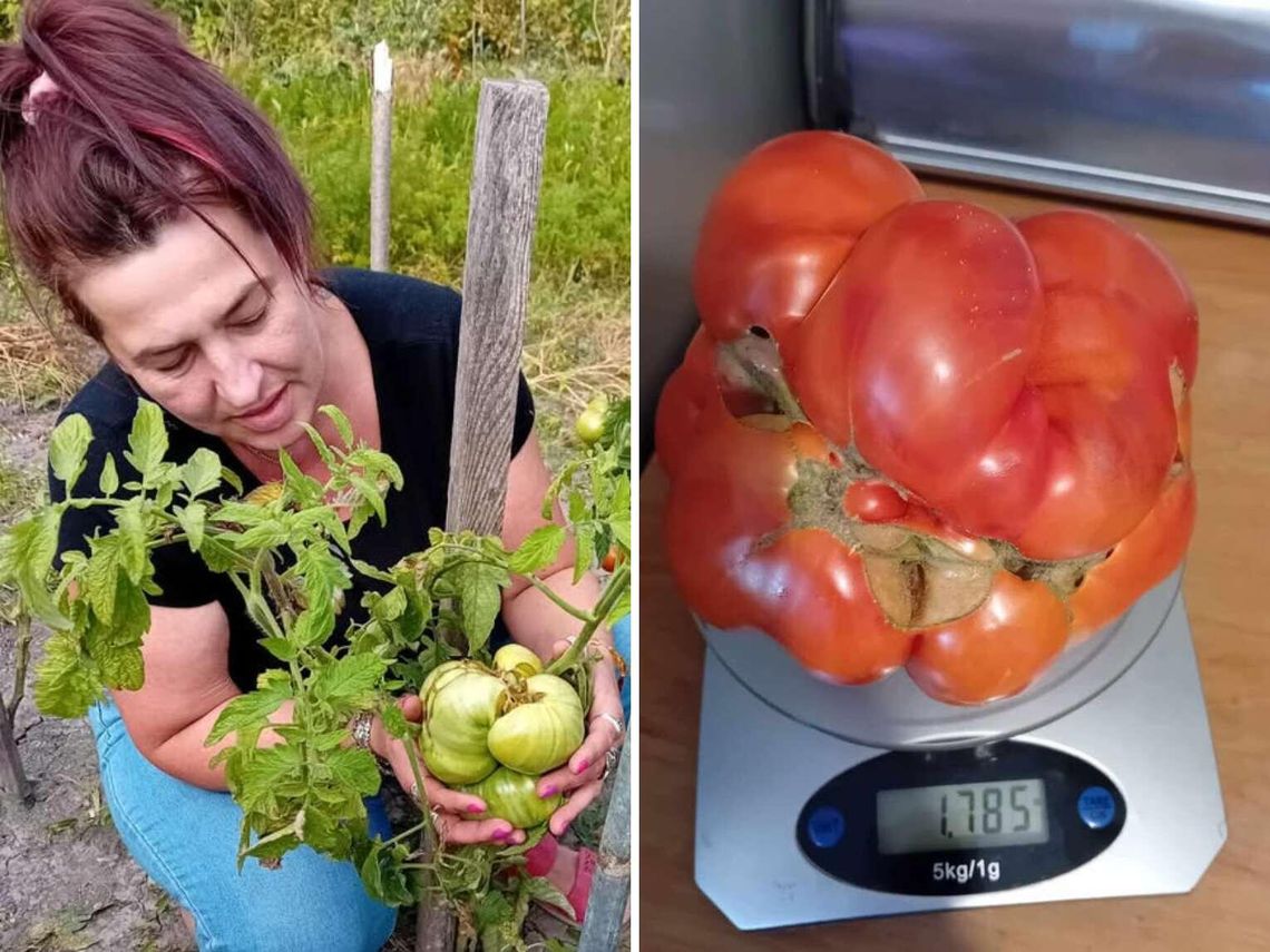 Pomidor gigant z Jarczowa. Ważył prawie 2 kg! "Jedliśmy go z rodziną przez 2 dni"