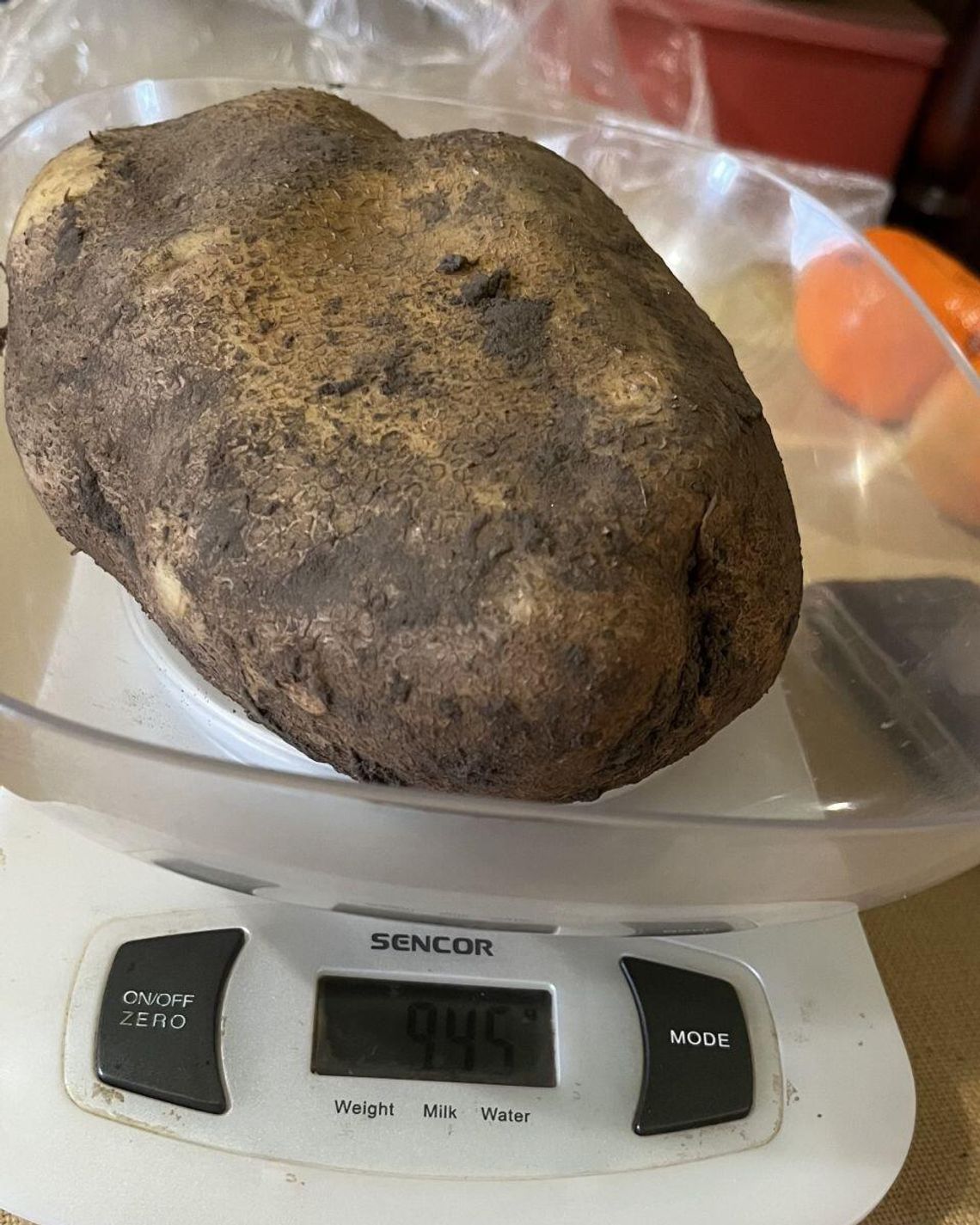 Stanisław Mieczysław Bielecki z Gródka koło Hrubieszowa wyhodował gigantycznego ziemniaka.