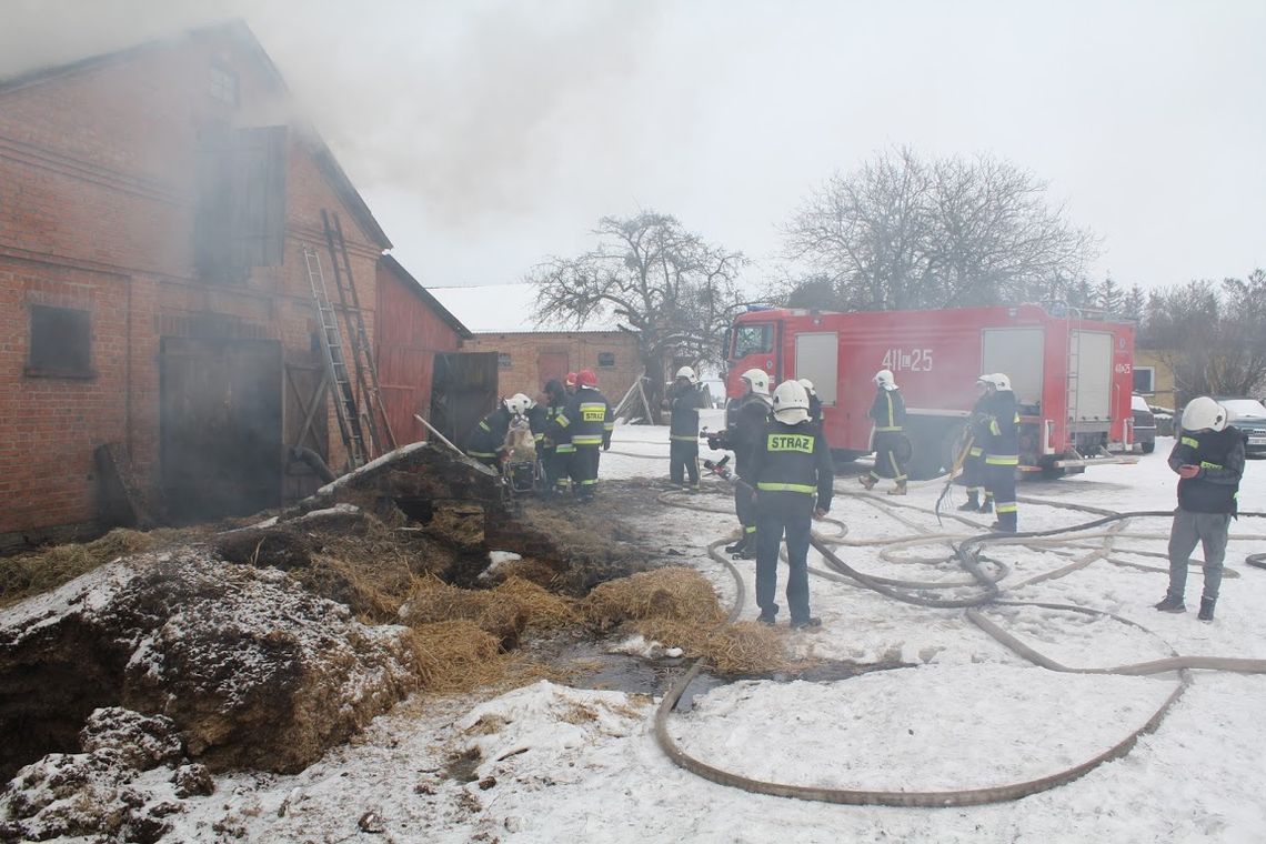 Gm. Hrubieszów: Pożar obory w Szpikołosach. Strażacy gasili ogień i ratowali zwierzęta