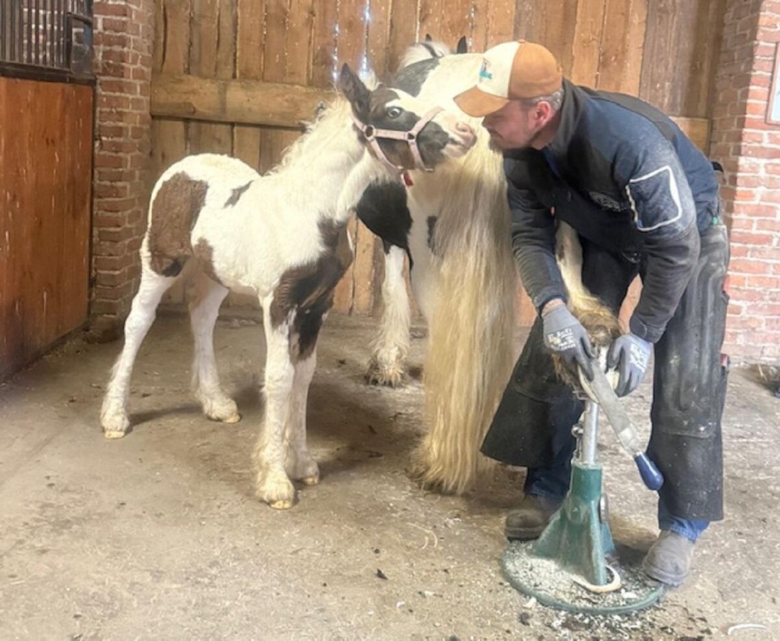 Marcin Cimek – kowal-uzdrowiciel z Lubelszczyzny. Od końskich kopyt i duszy - To była miłość od pierwszego wejrzenia. Konie żyły we mnie od zawsze – mówi jeden z czołowych na Lubelszczyźnie kowali-podkuwaczy.