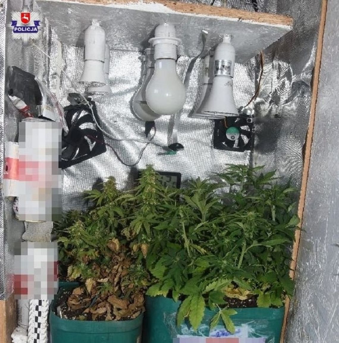 Gm. Komarów-Osada: Sadzonki konopi i susz marihuany w domu 29-latka