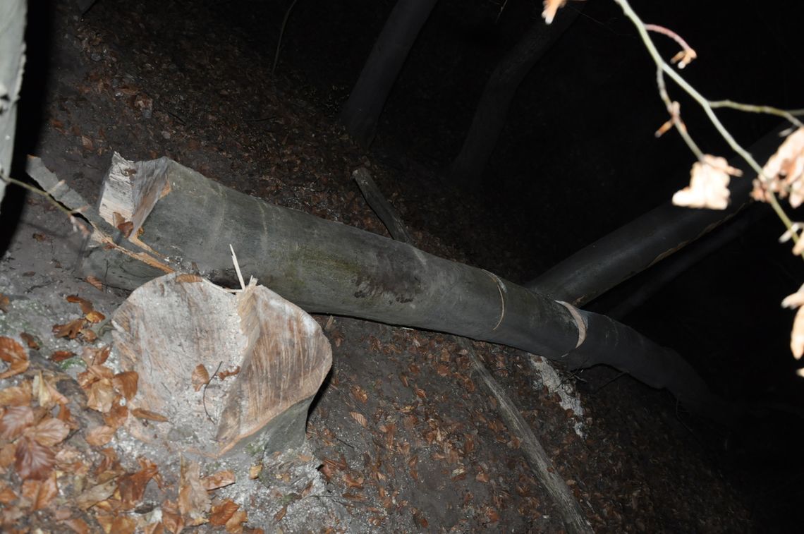 Funkcjonariusze tomaszowskiej jednostki pod nadzorem prokuratury wyjaśniają okoliczności wypadku, do którego doszło w lesie w gm. Krynice.