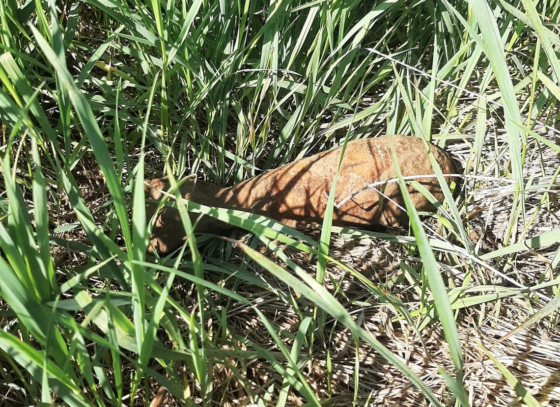 We wtorek 6 maja na terenie gminy Krynice znaleziony został pocisk artyleryjski z czasów wojny.