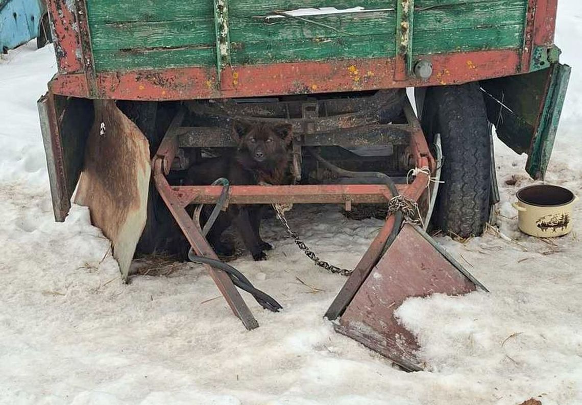 Na miejscu funkcjonariusze zastali 16 psów w stanie skrajnego wycieńczenia. Zwierzęta były niewymownie wychudzone i zaniedbane. Ich schronienia przypominały wysypisko śmieci.