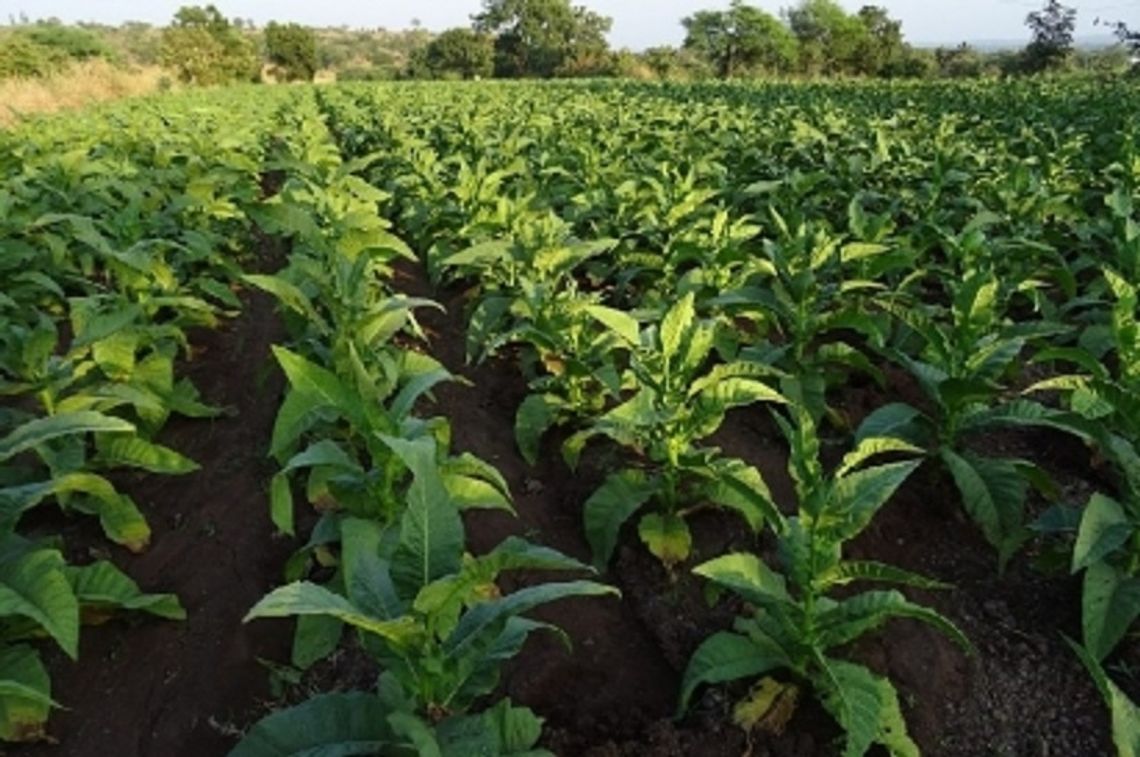 Gm. Obsza: Plantatorzy tytoniu nie dostają pieniędzy. Chcą interwencji rządu