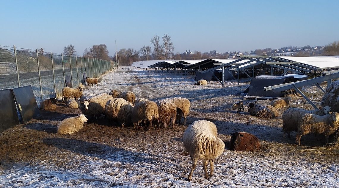 Gm. Rachanie:  Owce - alarm odwołany (TYLKO W GAZECIE)