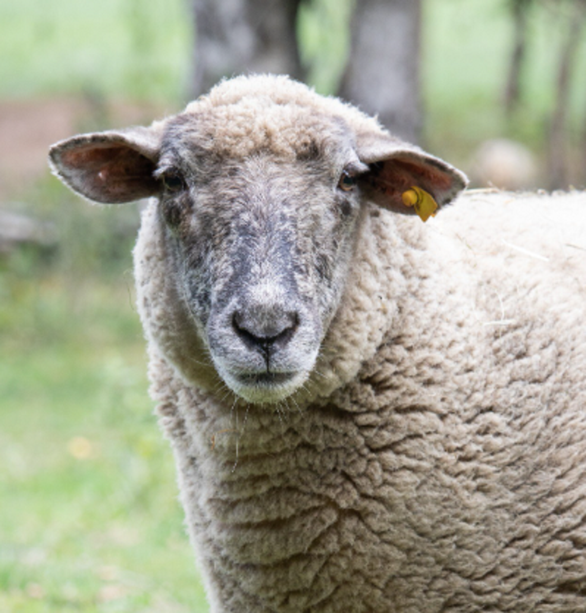 Lubelskie: Owce padły, a służby wyjaśniają, dlaczego Czynności w sprawie sześciu padłych owiec przeprowadzili w środę 13 sierpnia pracownicy Państwowego Inspektoratu Weterynaryjnego w Chełmie. Zwierzęta w stanie rozkładu odnaleziono w gospodarstwie rolno-rybackim.