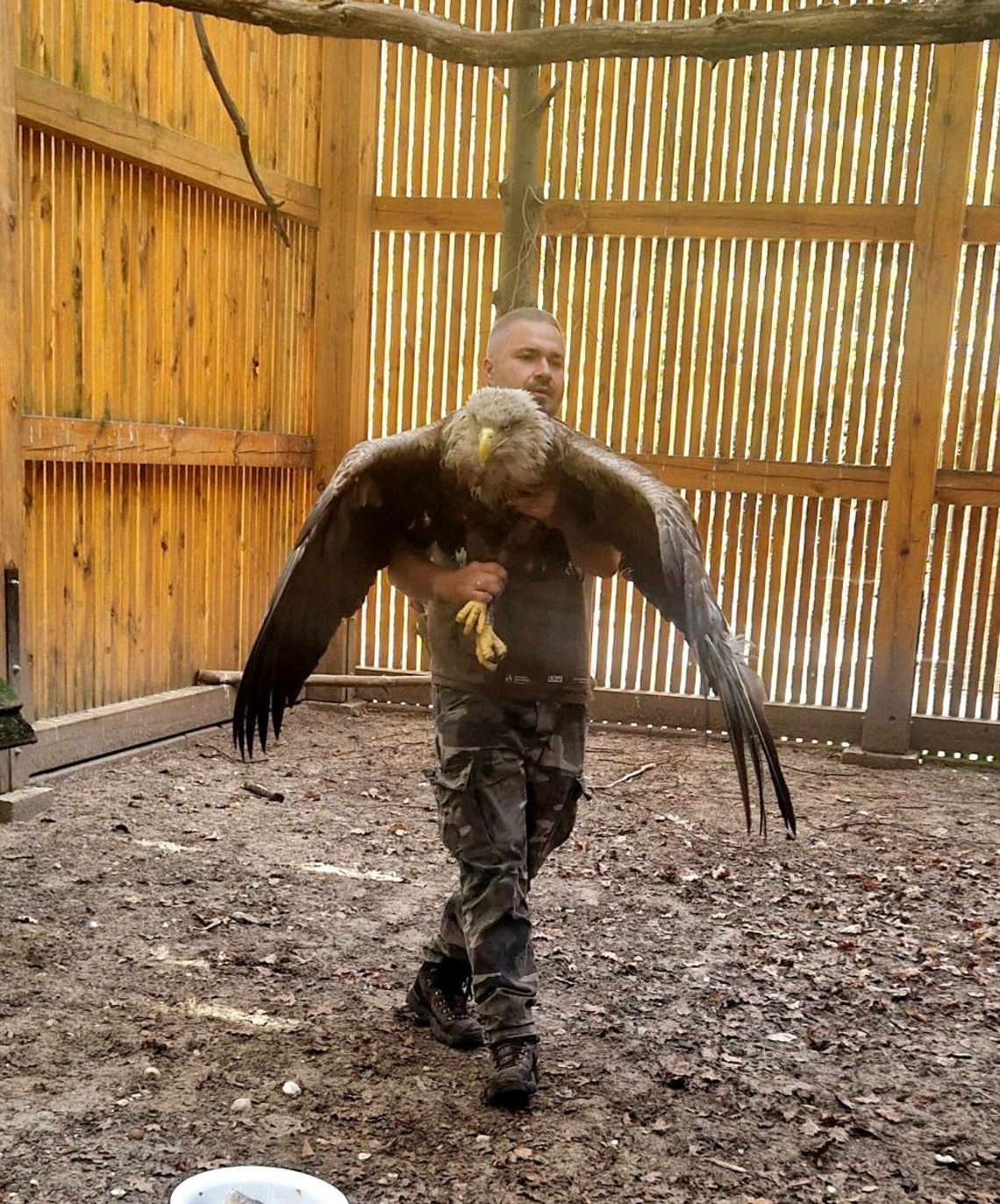 Bielik, który trafił do Ośrodka Rehabilitacji Dzikich Zwierząt w Skrzynicach Drugich z Nadleśnictwa Tomaszów Lubelski, po kilku tygodniach, wrócił na wolność.