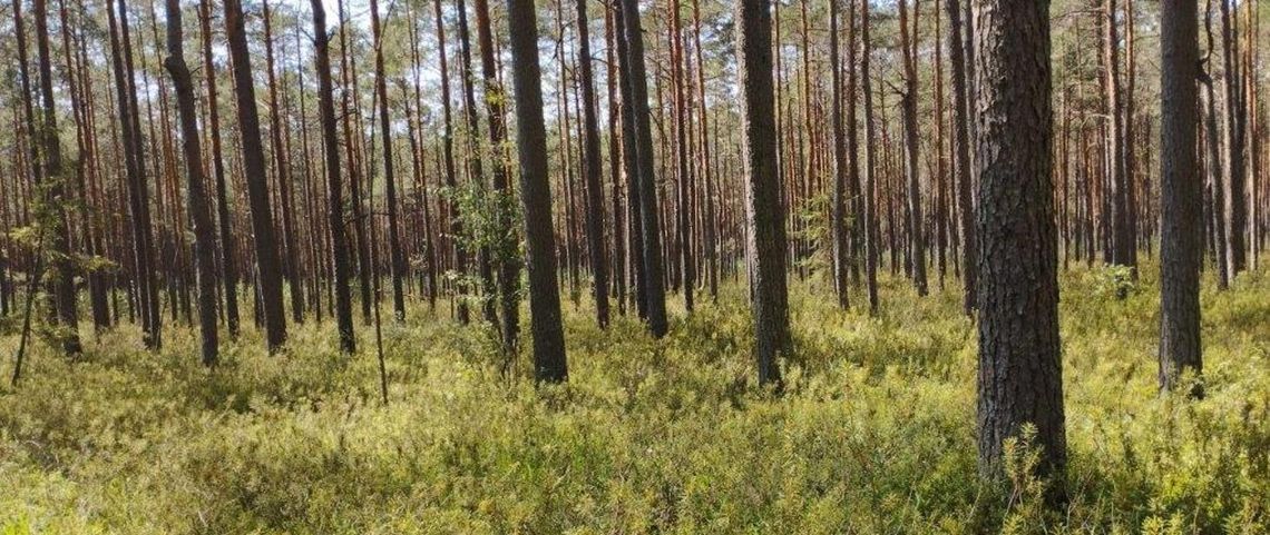 „Wielkie Bagno”. Nowy rezerwat przyrody w powiecie biłgorajskim