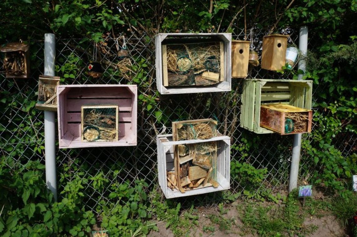 Gm. Tomaszów Lubelski: Domki dla pszczół przy szkołach. Bo to owady pożyteczne (ZDJĘCIA)