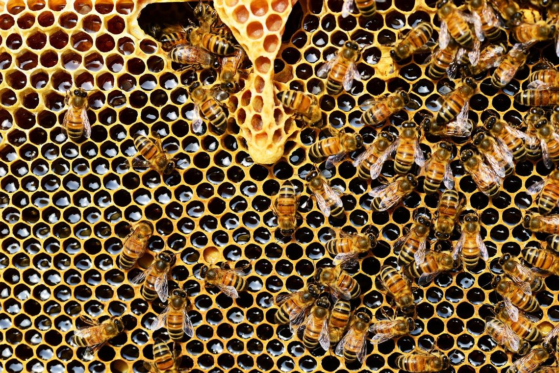 Gm. Tomaszów Lubelski: Ogródki dla pszczół przy wiejskich świetlicach