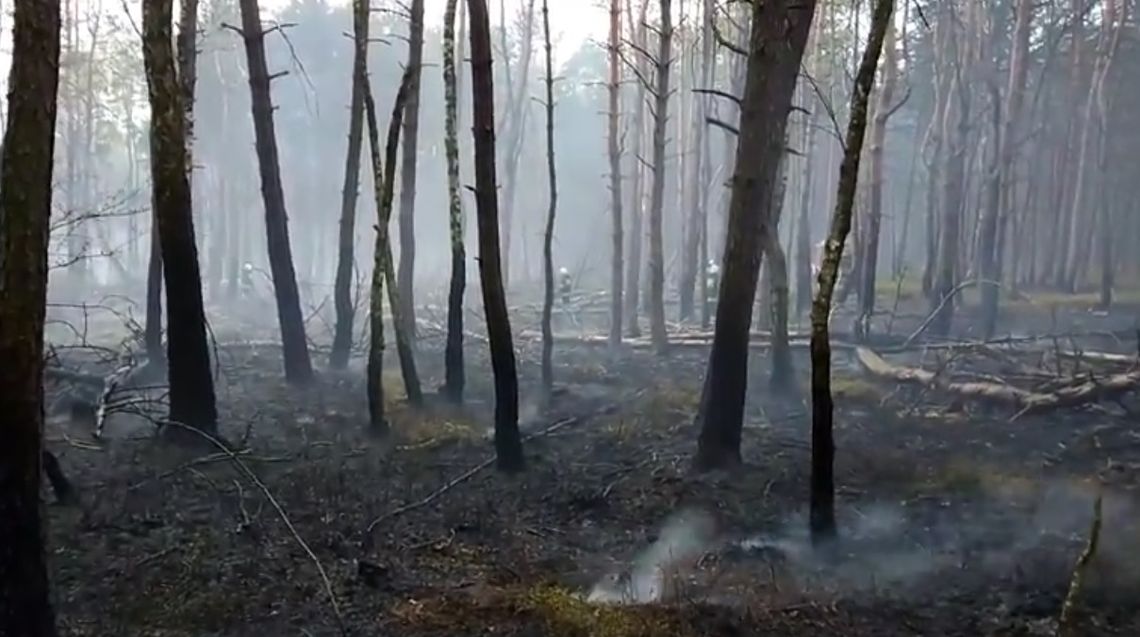 Gm. Tyszowce: Pożar lasu w Wojciechówce (FILM)