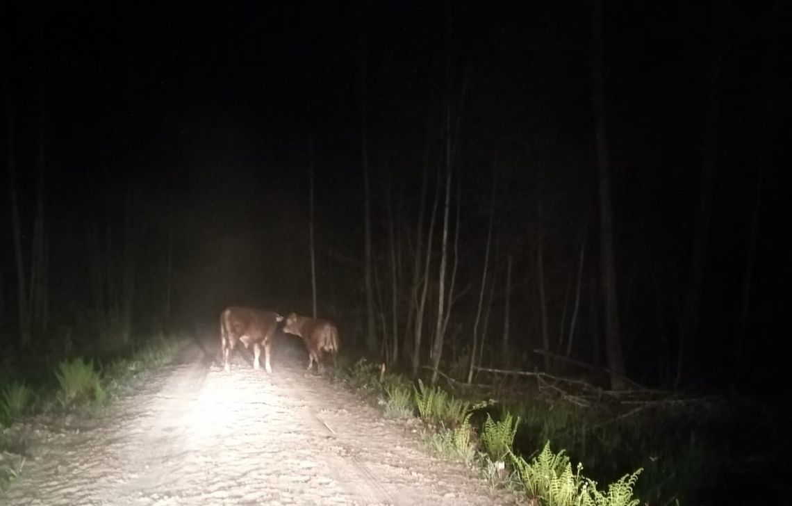 Gospodarzowi uciekło pięć cielaków. Kilku z nich jeszcze szukają