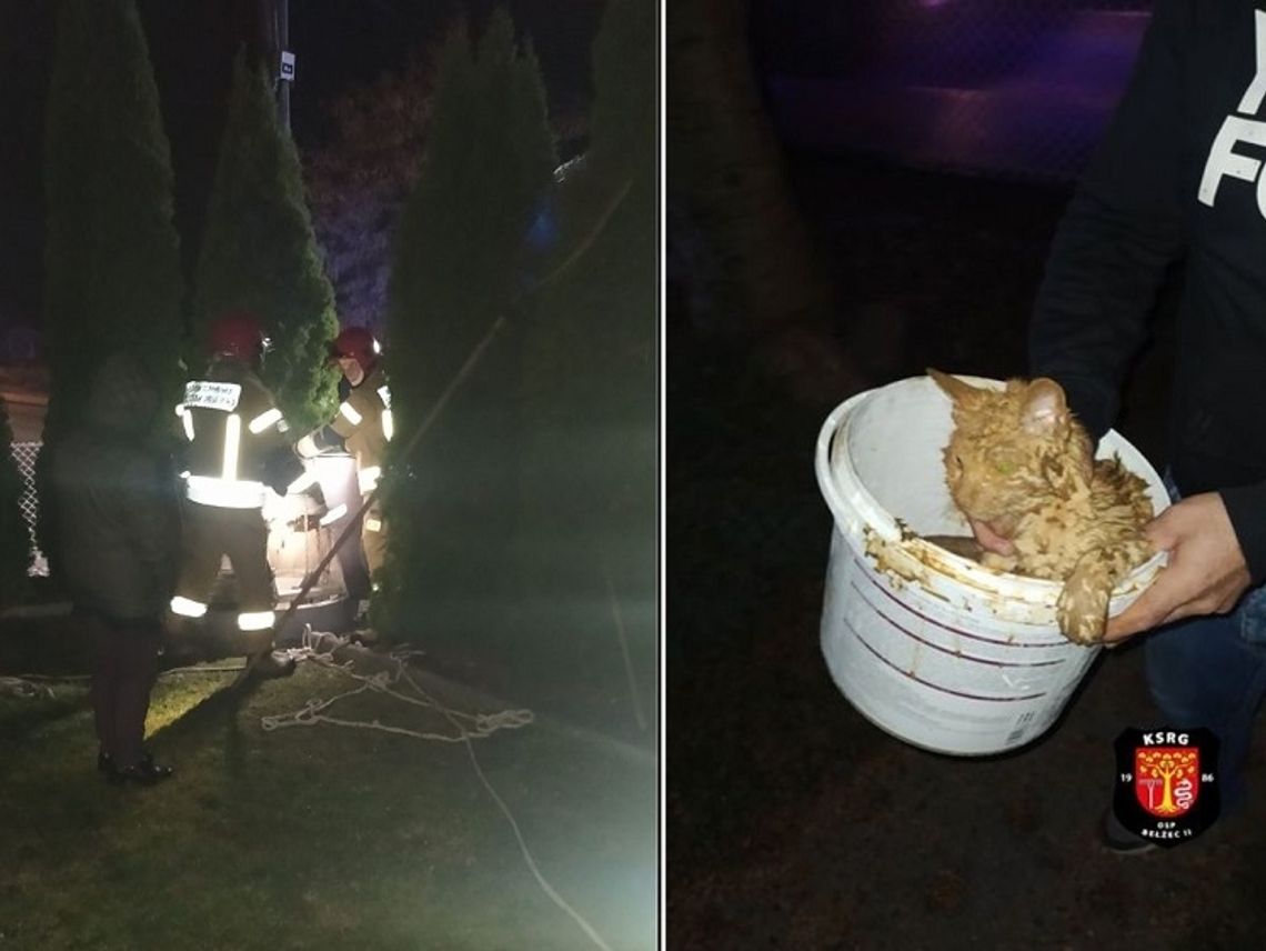 Gmina Bełżec: Strażacy ratowali nocą kota