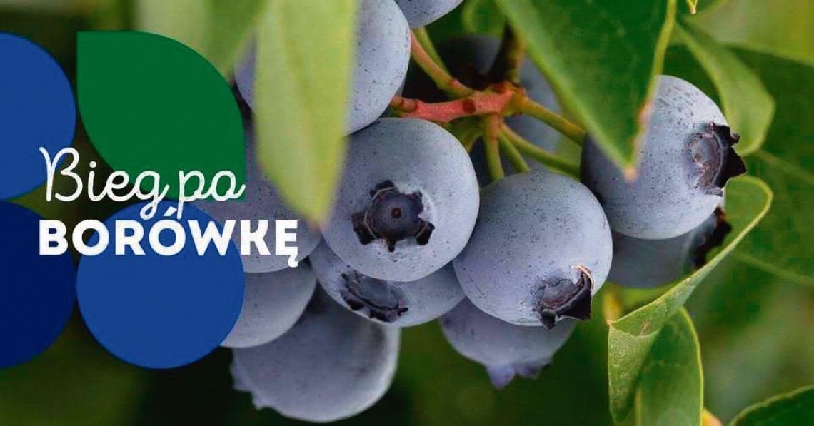 Gmina Obsza: Bieg po Borówkę wraca na trasę w Olchowcu Po sukcesie pierwszej edycji Fundacja Bieg Rolnika oraz Grupa Producentów Owoców „Polskie Jagody” zapraszają na II Bieg po Borówkę.